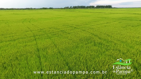 DOS EÓLICOS VIRA P FAZENDA_Moment.00_01_27_07.Quadro048_f1dad9bb6a6110d41295e71460b6b533a0ca6f0e.png